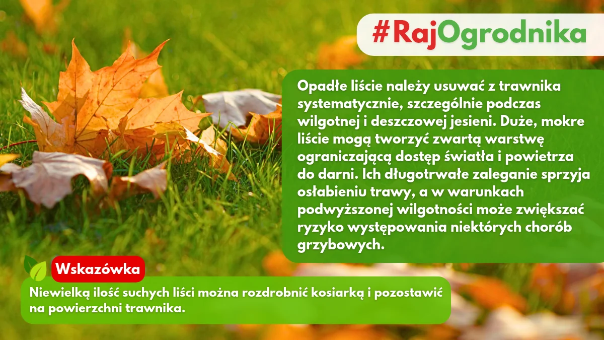 Usuwanie liści z trawnika przed zimą blog sklep rajogrodnika